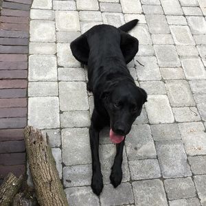 Meet your Posher, Adam